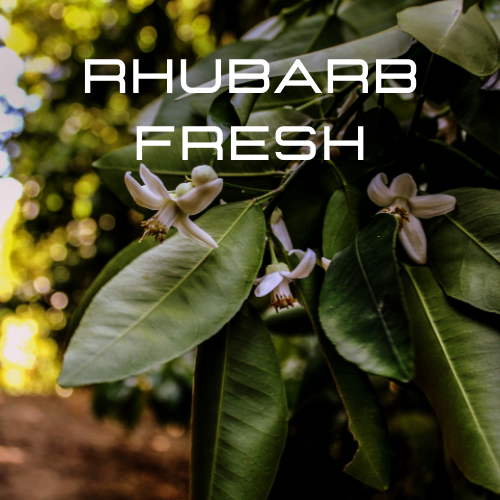 RHUBARB FRESH