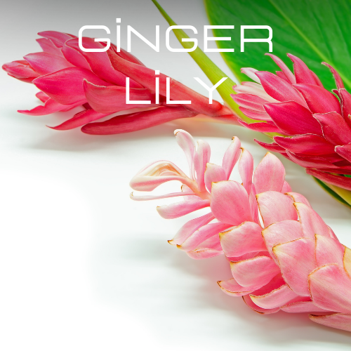 Ginger & Lily| Aroma Oil Refill Cartridge 125ml³