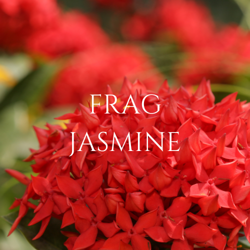 Frag Jasmin | Aroma Oil Refill Cartridge 125ml³