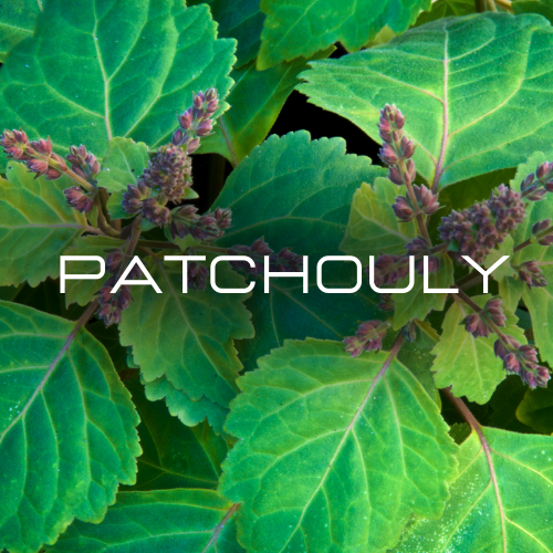 Patchouly | Aroma Oil Refill Cartridge 125ml³