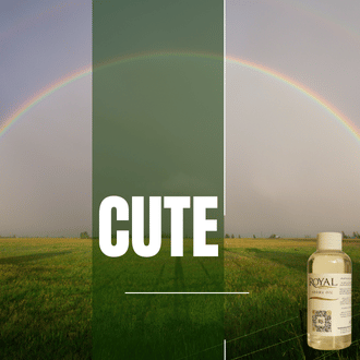 Cute | Aroma Yağı Yeniden Dolum Kartuşu 125ml³