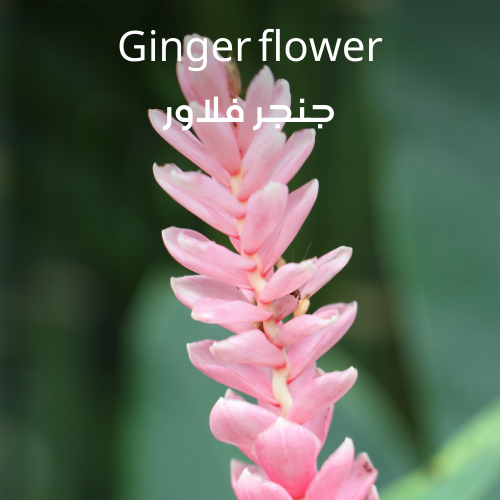 Ginger Flower | Aroma Yağı Yeniden Dolum Kartuşu 125ml³