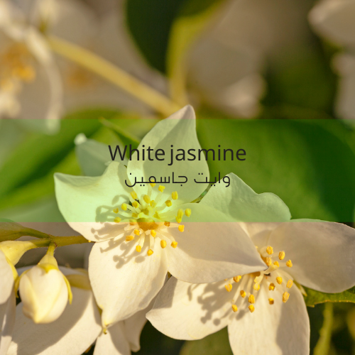 عطر الياسمين الأبيض عبوة تعبئة 125 مل³