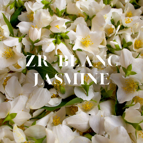 ZR Blanc Jasmine | Aroma Yağı Yeniden Dolum Kartuşu 125ml³