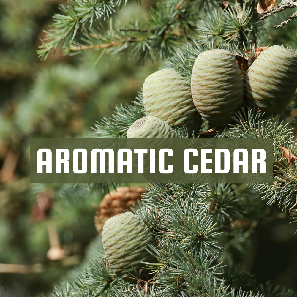 Aromatic Cedar | Diffuser Oil Ltr