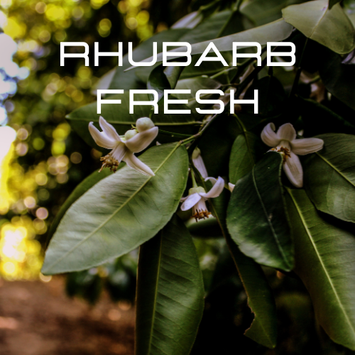 [RSLTR-4612079] RHUBARB FRESH