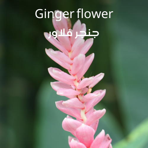 [RS125ML-4518505] Ginger Flower | Aroma Oil Refill Cartridge 125ml³