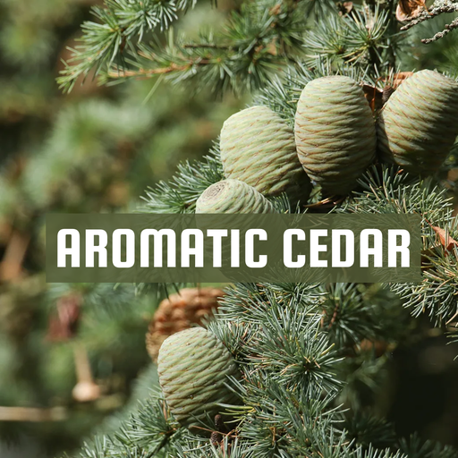 [RS1LTR-4651767] Aromatic Cedar | Diffuser Oil Ltr