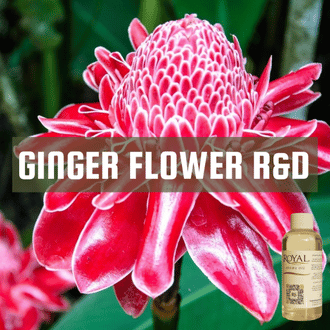 [RS125ML-4653946] Ginger Flower R&D | 125ml³ Diffuser Oil