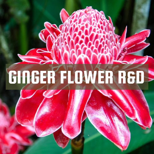 [RS125ML-4653946] Ginger Flower R&D | Aroma Oil Refill Cartridge 125ml³